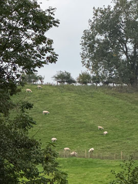 sheep