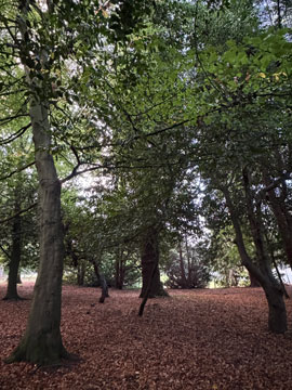 woodland