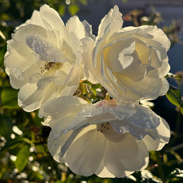 white roses