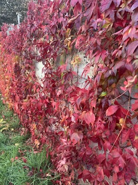 Virginia Creeper