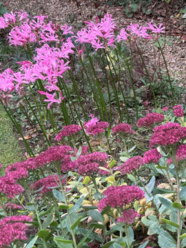 pink corner