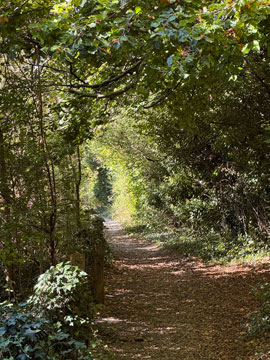 woodland