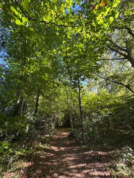 woodland