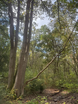 woodland