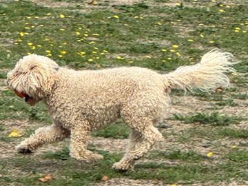 Benji