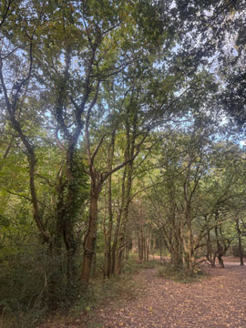 woodland