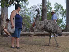 emu