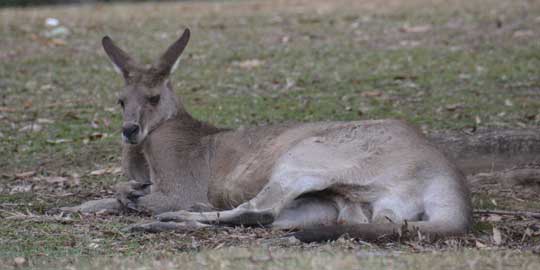 kangaroo