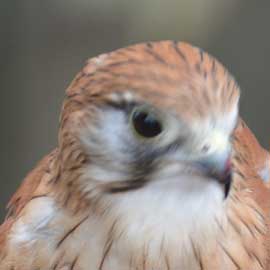 kestrel