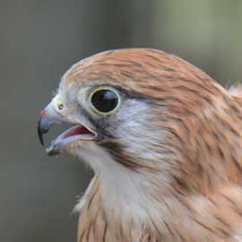 kestrel