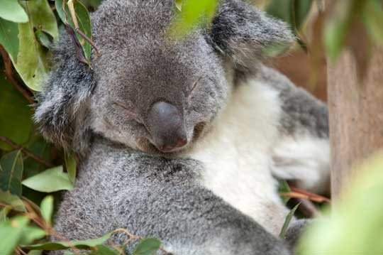 koala