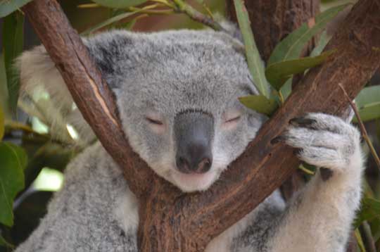 koala