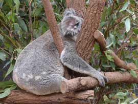 koala