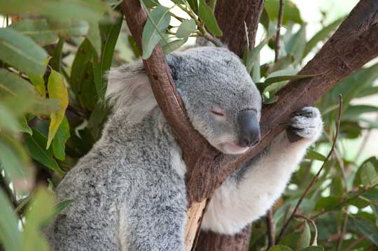 koala