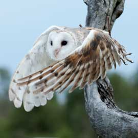 owl