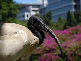 ibis