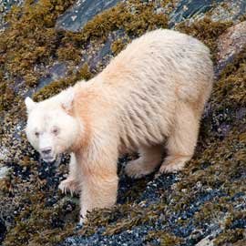 spiritbear