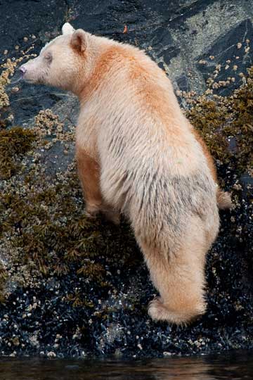 spiritbear