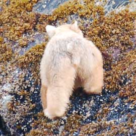 spiritbear