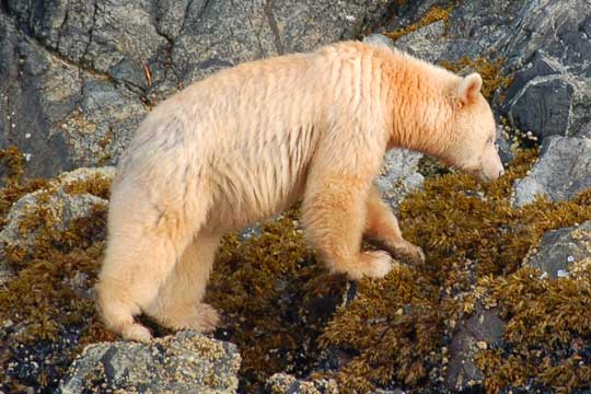 spiritbear