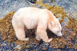 spiritbear