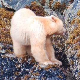 spiritbear