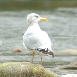 gull