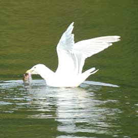 gull with rat fish