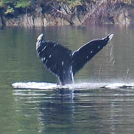 humpback