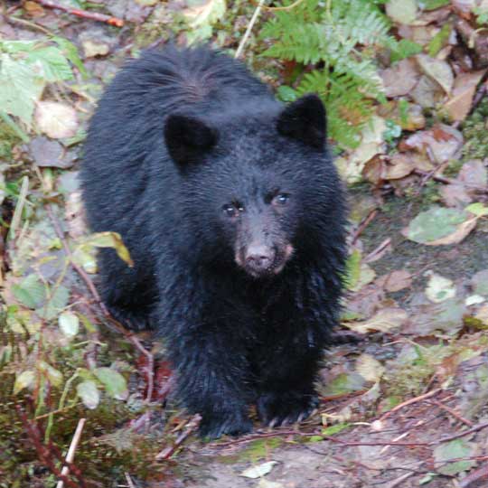 black bear cub