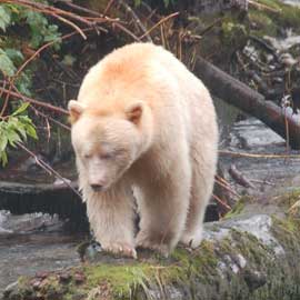 spiritbear