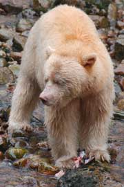 spiritbear