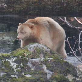 spiritbear