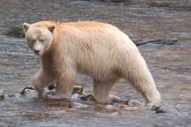 spiritbear