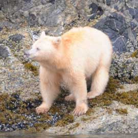 spiritbear