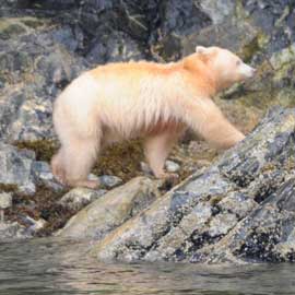 spiritbear