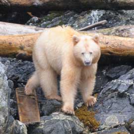 spiritbear