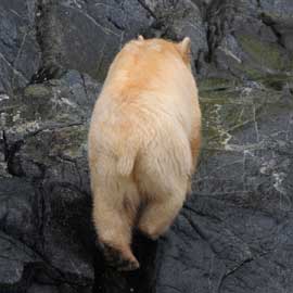 spiritbear