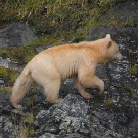 spiritbear