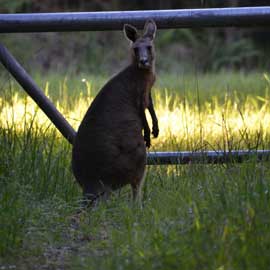 kangaroo