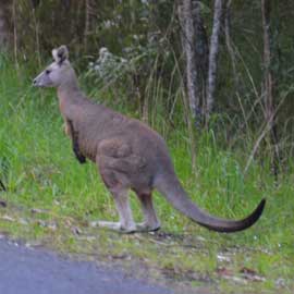 kangaroo