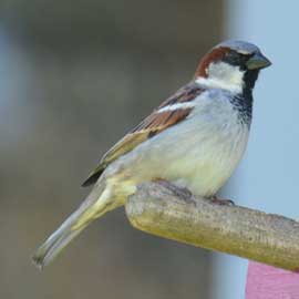 sparrow