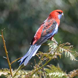 rosella