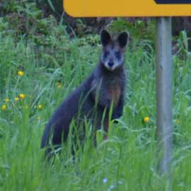 wallaby