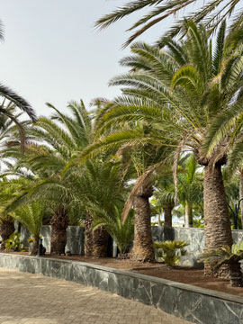 palm trees