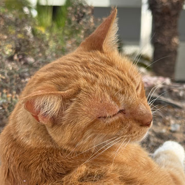cat