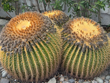 cacti