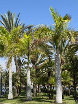 palm trees