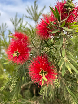 flowers