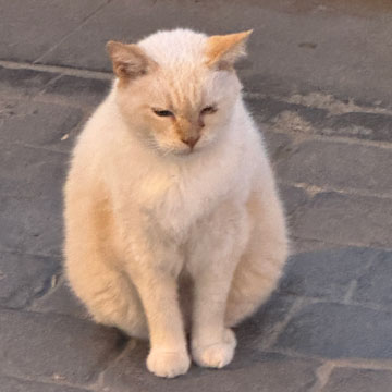 cat